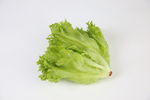 优雅生菜