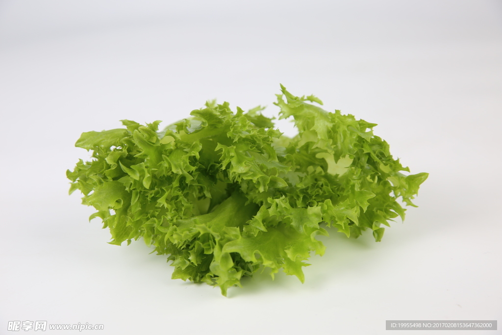 优雅生菜