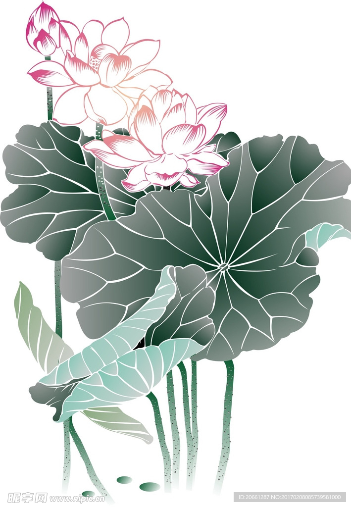 荷花