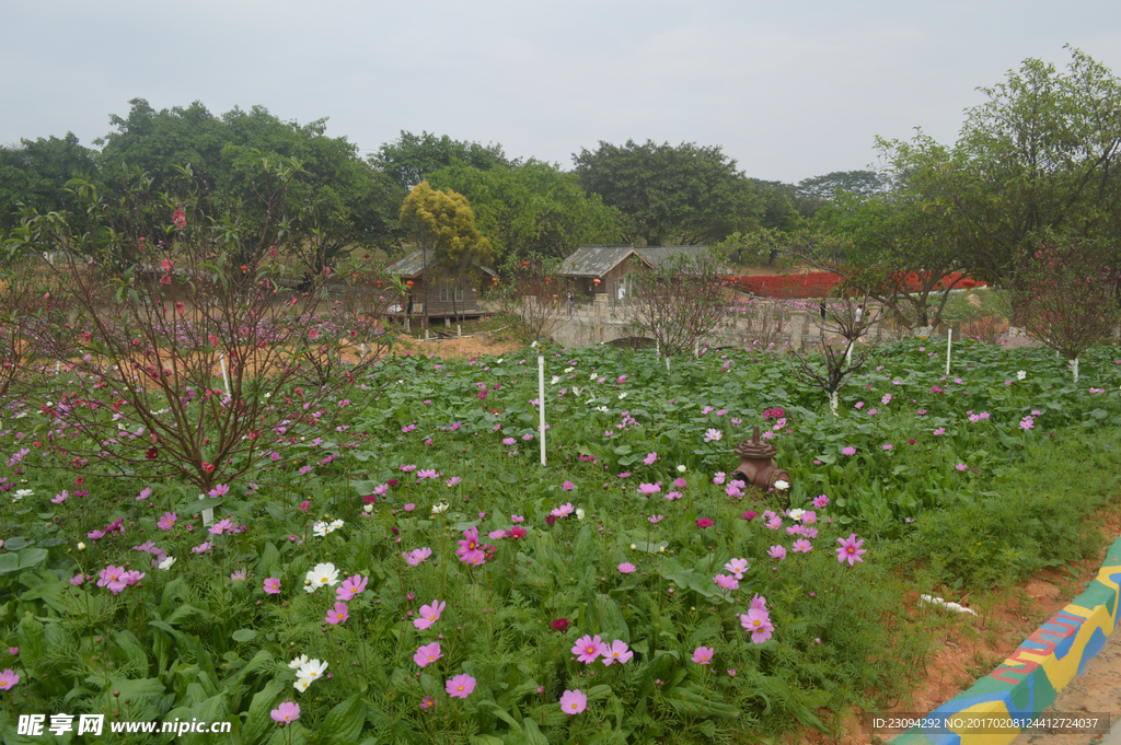 花卉与小屋