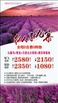 薰衣草旅游海报