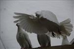 飞翔