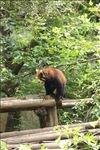 小浣熊