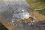 水花