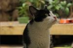 猫咪