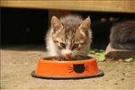 猫咪