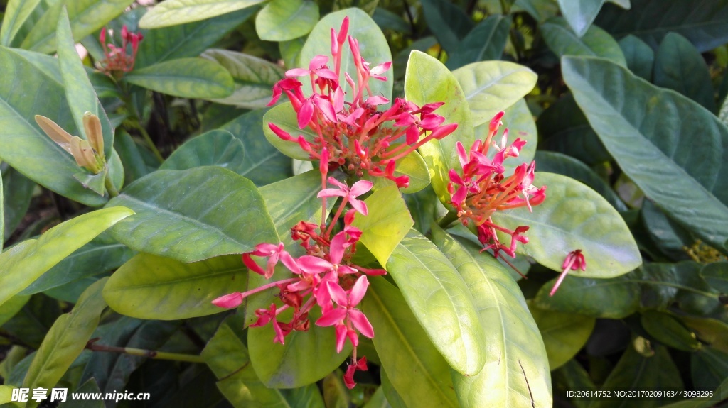美丽的花蕊