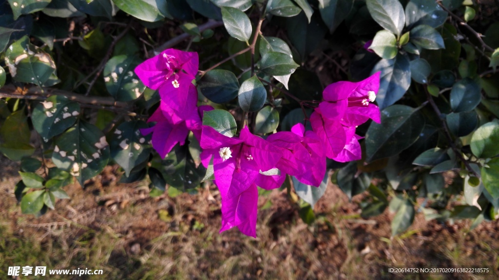 美丽的紫色花朵