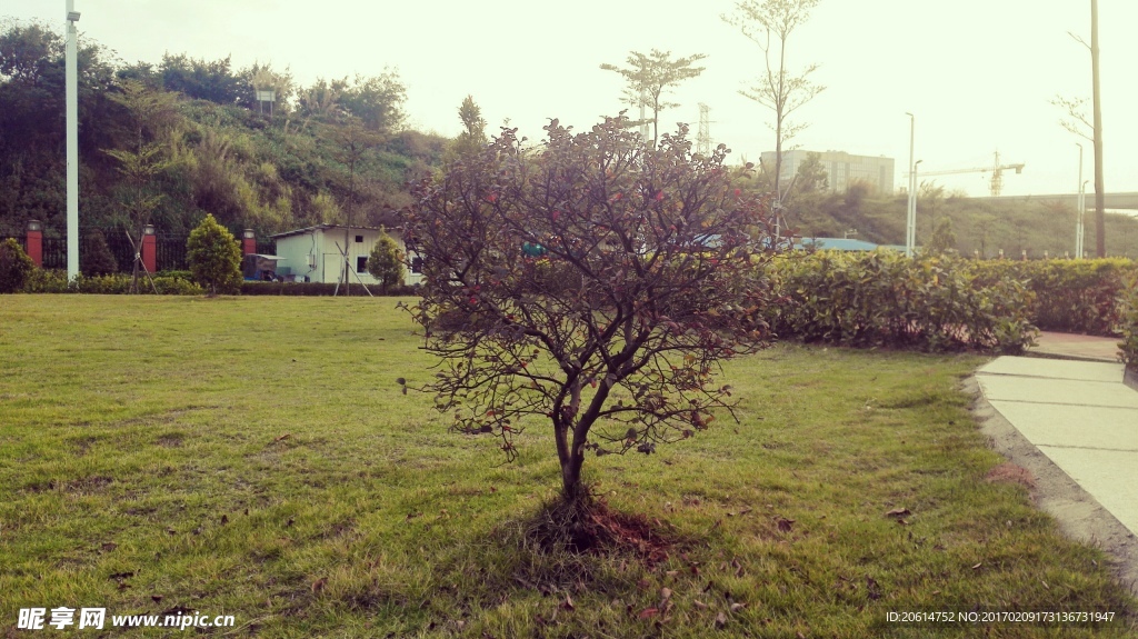夕阳下的草坪美景