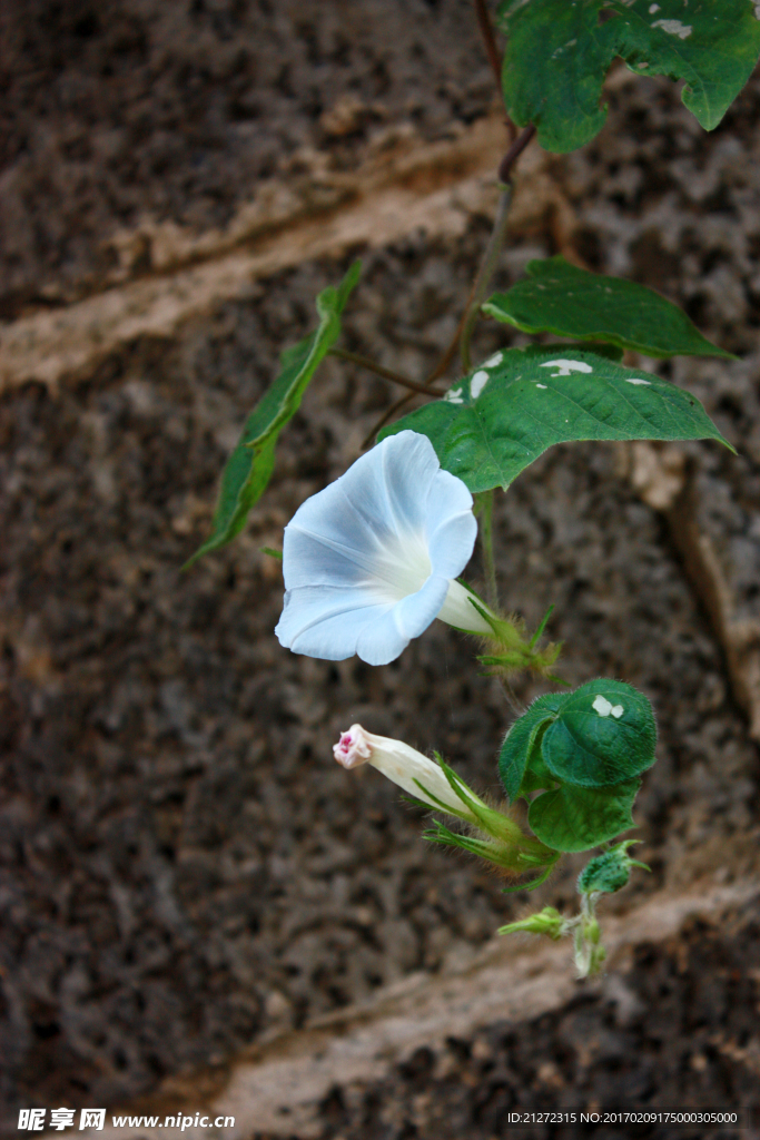 牵牛花