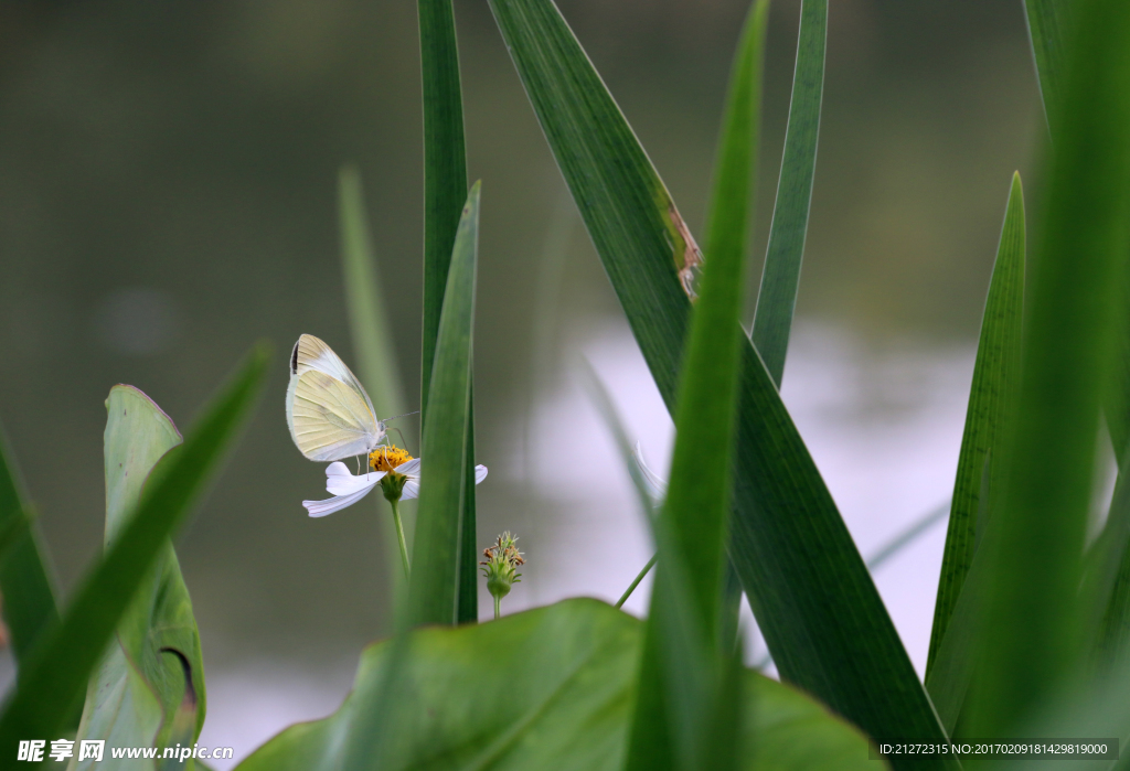 白蝴蝶 湖畔