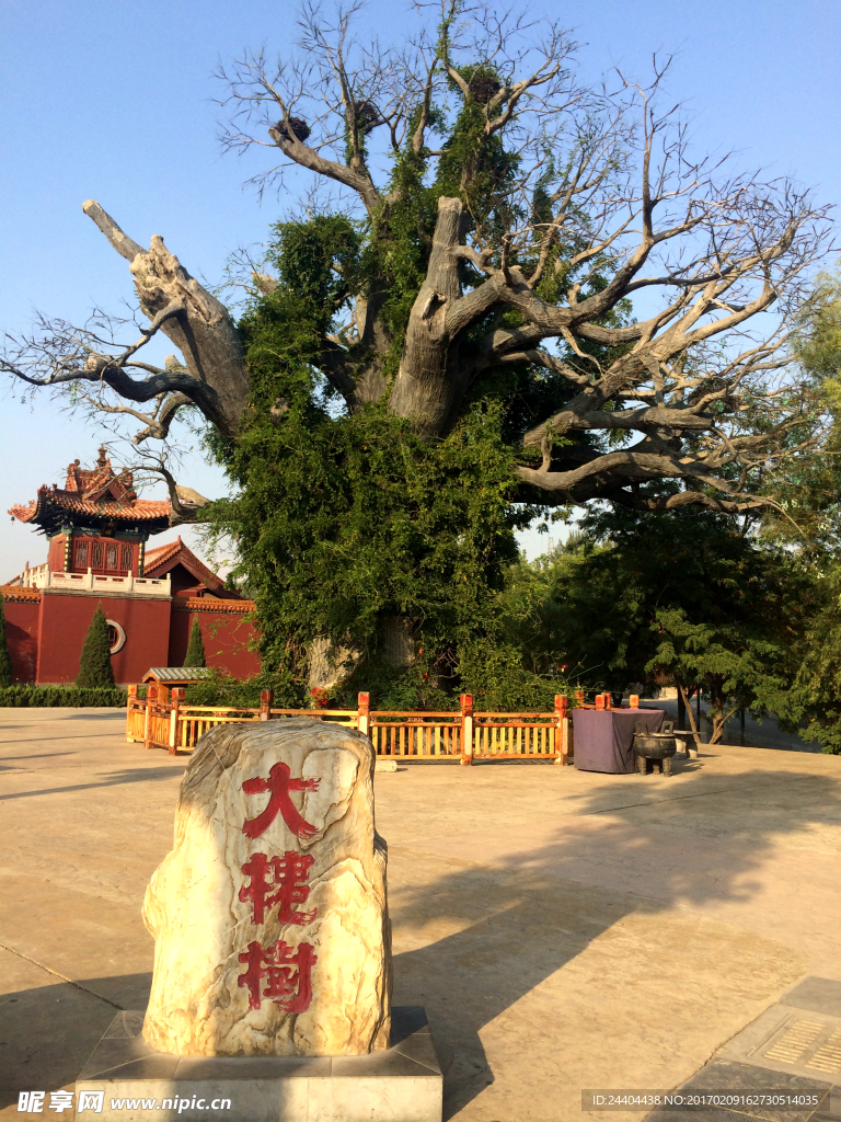 大槐树祭祖园