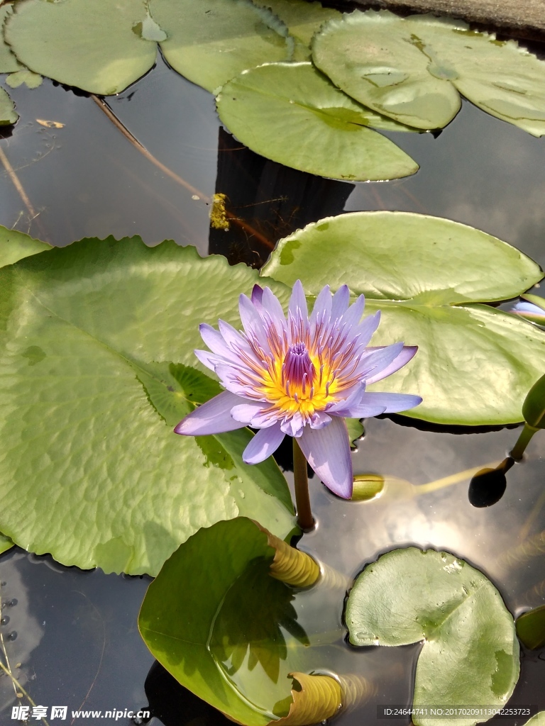 睡莲紫色莲花荷花朵