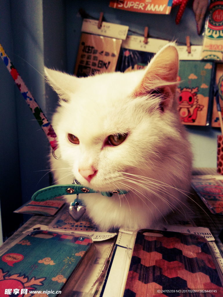 猫