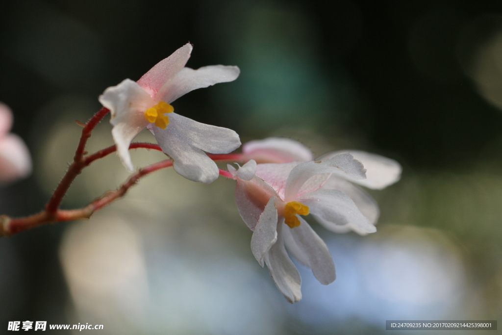 玉兰花