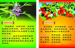 益母草功效 枸杞叶功效