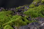 苔藓