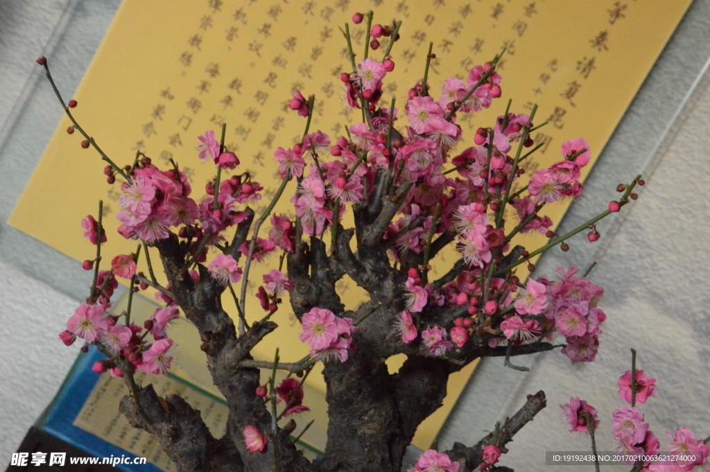 梅花