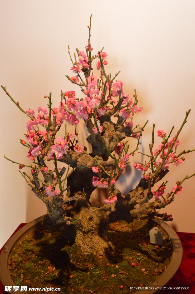 梅花