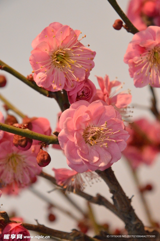 梅花