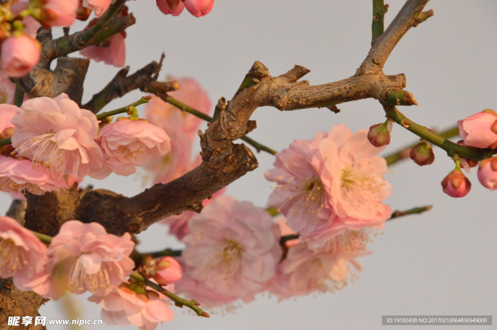 梅花
