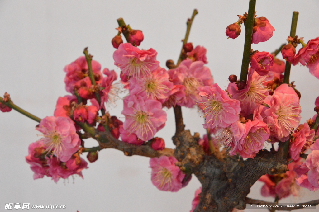 梅花