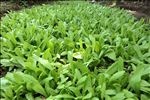 油麦菜