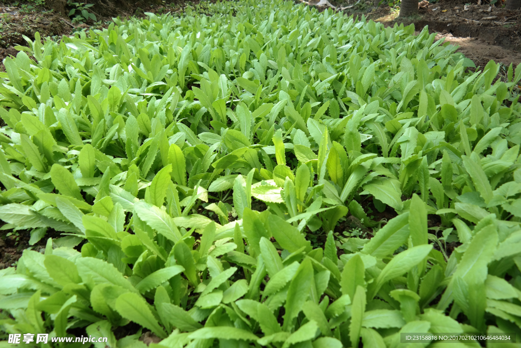 油麦菜