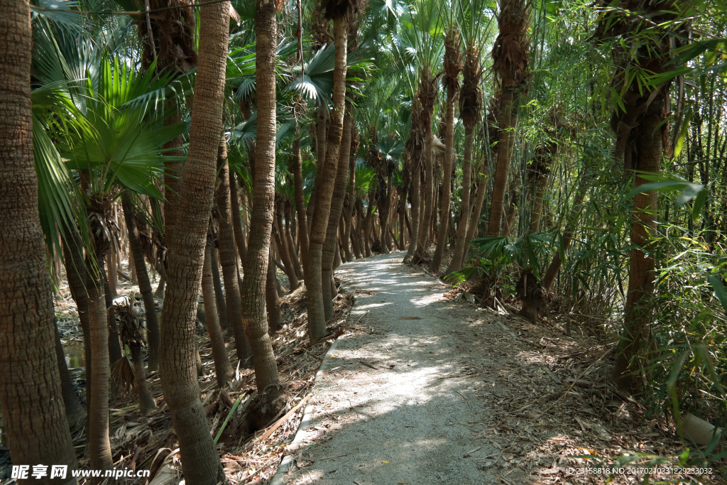 葵树小路