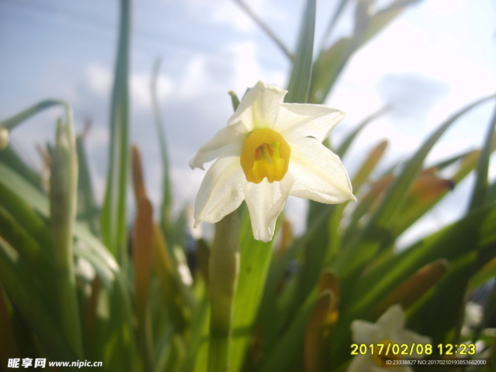 水仙花