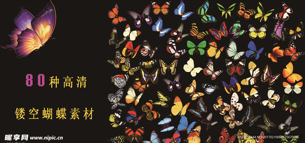五颜六色蝴蝶图片