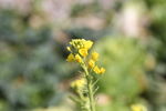 油菜花