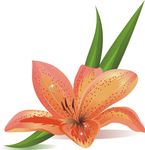 百合花