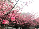 红梅 梅花