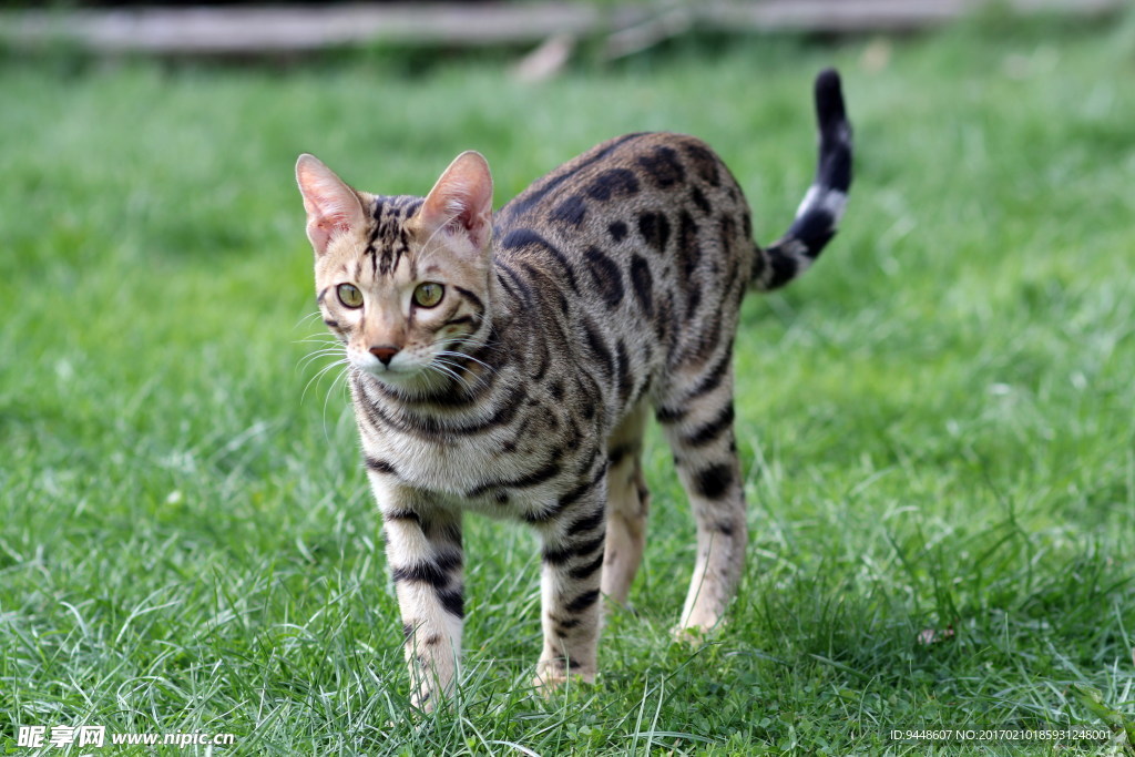 呆萌小花猫图片