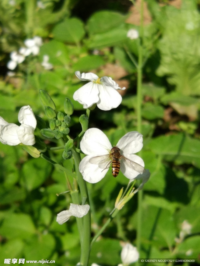 蜜蜂采蜜