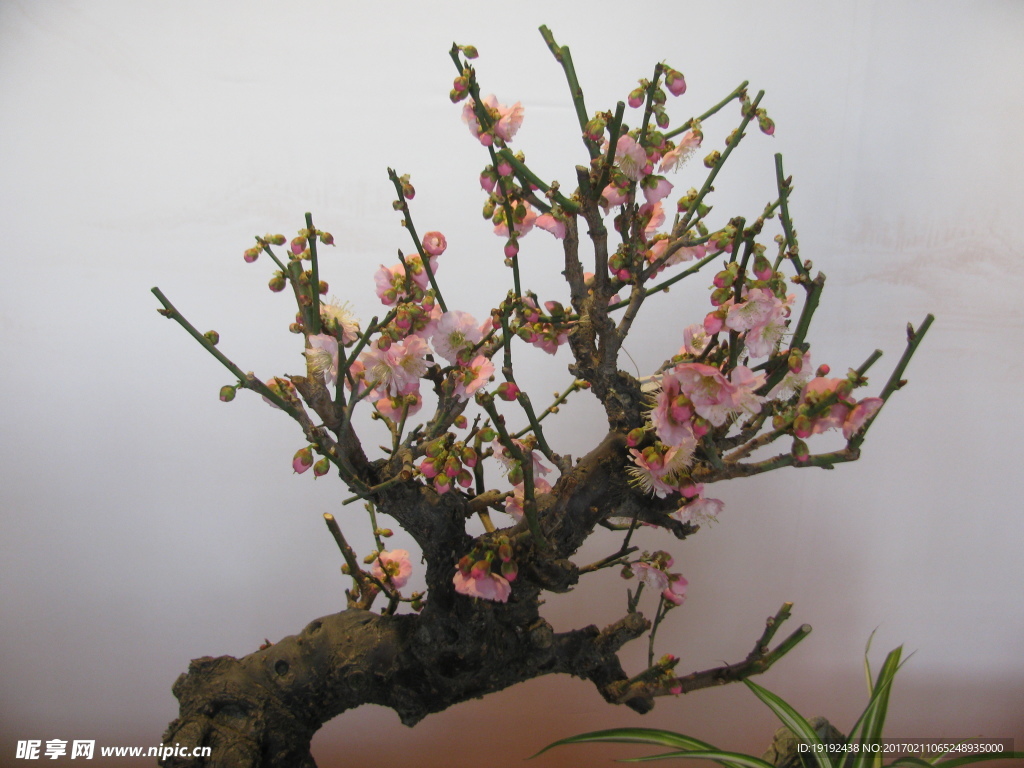 梅花