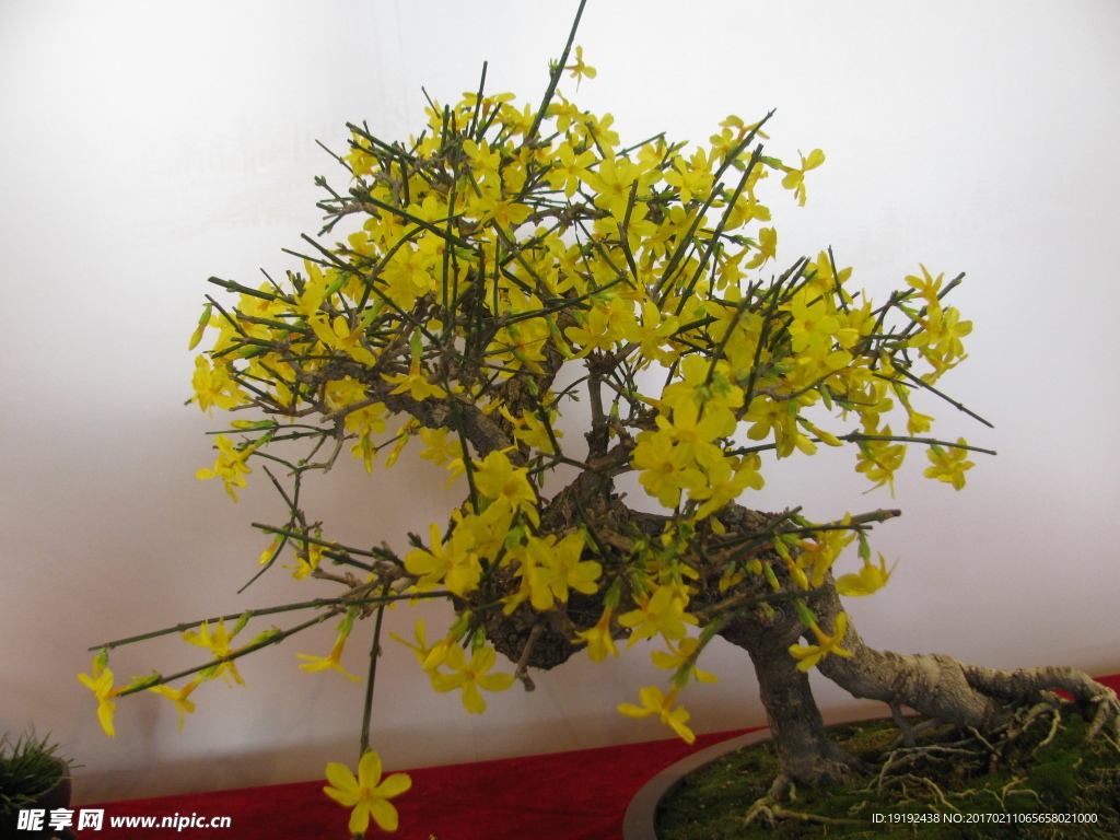 盆景迎春花