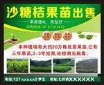 果苗出售