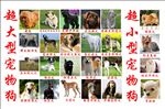 超大超小型宠物狗