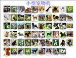 小型宠物狗