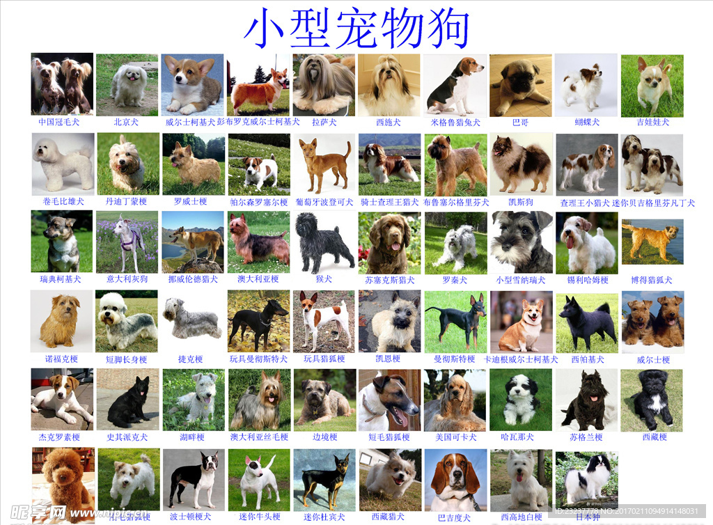 小型宠物狗