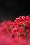 彼岸花