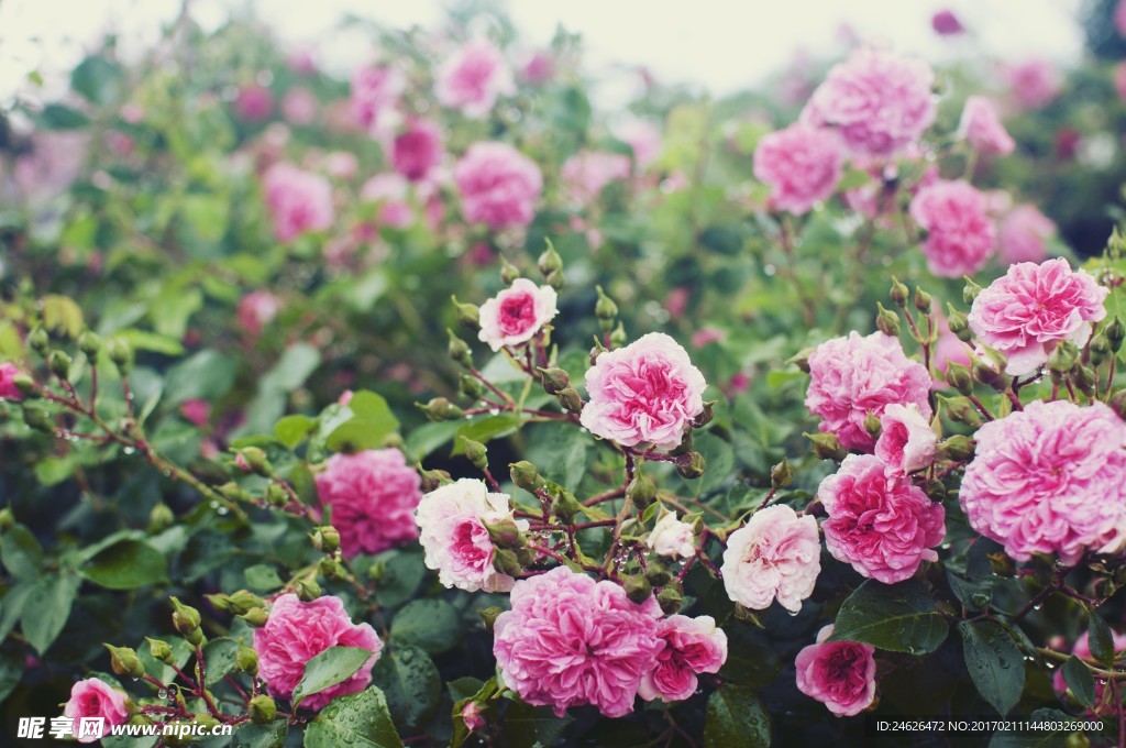 薔薇玫瑰花