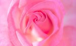 薔薇玫瑰花