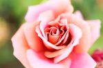 薔薇玫瑰花