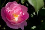 薔薇玫瑰花