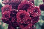 薔薇玫瑰花
