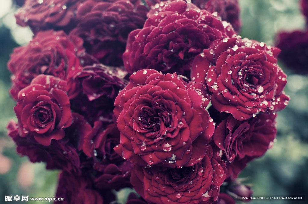 薔薇玫瑰花