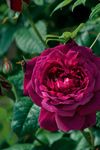薔薇玫瑰花
